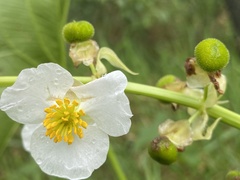 Sagittaria