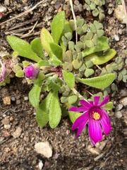 Cleretum bellidiforme