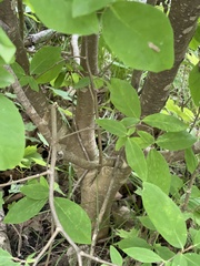Dirca palustris
