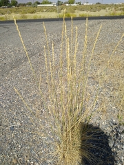 Thinopyrum obtusiflorum