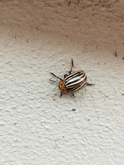 Leptinotarsa decemlineata