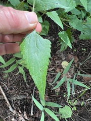 Brickellia grandiflora