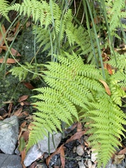 Dryopteris arguta