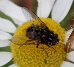 Graphomya maculata
