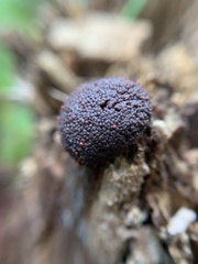 Tubifera ferruginosa