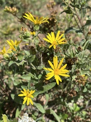 Heterotheca villosa