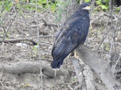 Buteogallus anthracinus