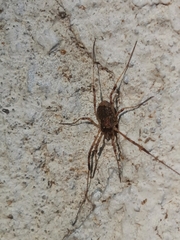 Oligolophinae