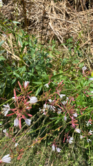 Oenothera gaura