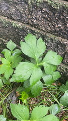 Cryptotaenia canadensis