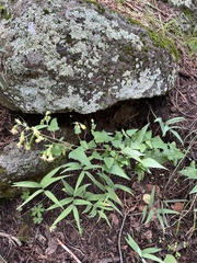 Brickellia grandiflora