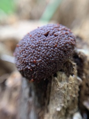 Tubifera ferruginosa