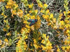 Zygaena lavandulae