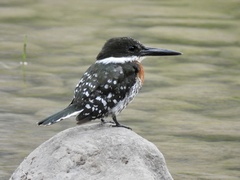 Chloroceryle americana