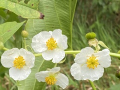 Sagittaria