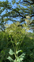 Arnoglossum atriplicifolium
