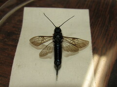 Sirex abietinus