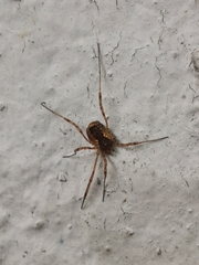 Oligolophinae