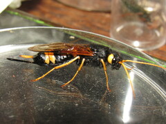 Urocerus flavicornis