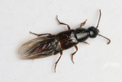 Quedius cinctus