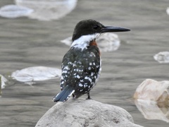 Chloroceryle americana