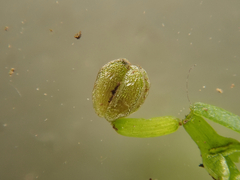 Callitriche palustris