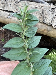 Lithospermum macromeria