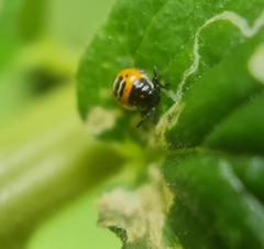 Murgantia histrionica