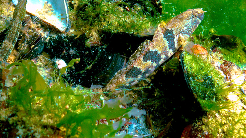 Tubenose goby (Proterorhinus marmoratus) — Gobiidae — 2