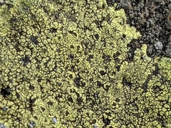 Rhizocarpon