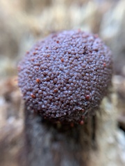 Tubifera ferruginosa