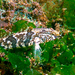 Proterorhinus marmoratus - Photo (c) Ковтун Олег,  זכויות יוצרים חלקיות (CC BY-NC), הועלה על ידי Ковтун Олег