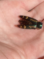 Buprestis rufipes