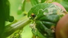 Murgantia histrionica