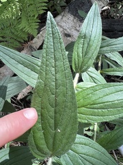 Lithospermum macromeria