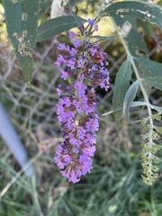 Buddleja