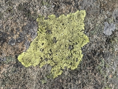 Rhizocarpon