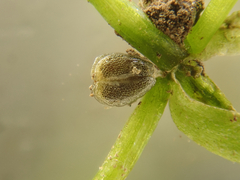 Callitriche palustris