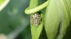 Macaroeris nidicolens