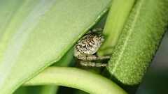 Macaroeris nidicolens