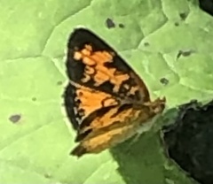 Phyciodes tharos