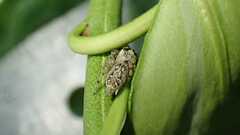 Macaroeris nidicolens