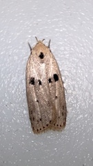 Scythropiodes issikii