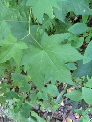 Rubus odoratus