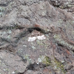 Xanthorhoe lacustrata