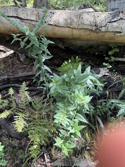 Lithospermum macromeria