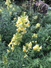 Linaria