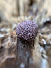 Tubifera ferruginosa