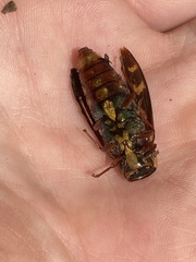 Buprestis rufipes
