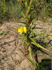 Oenothera